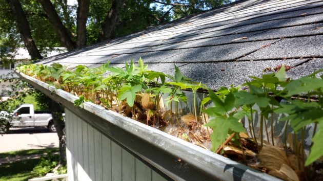 Gutter Cleaning in Statesboro GA